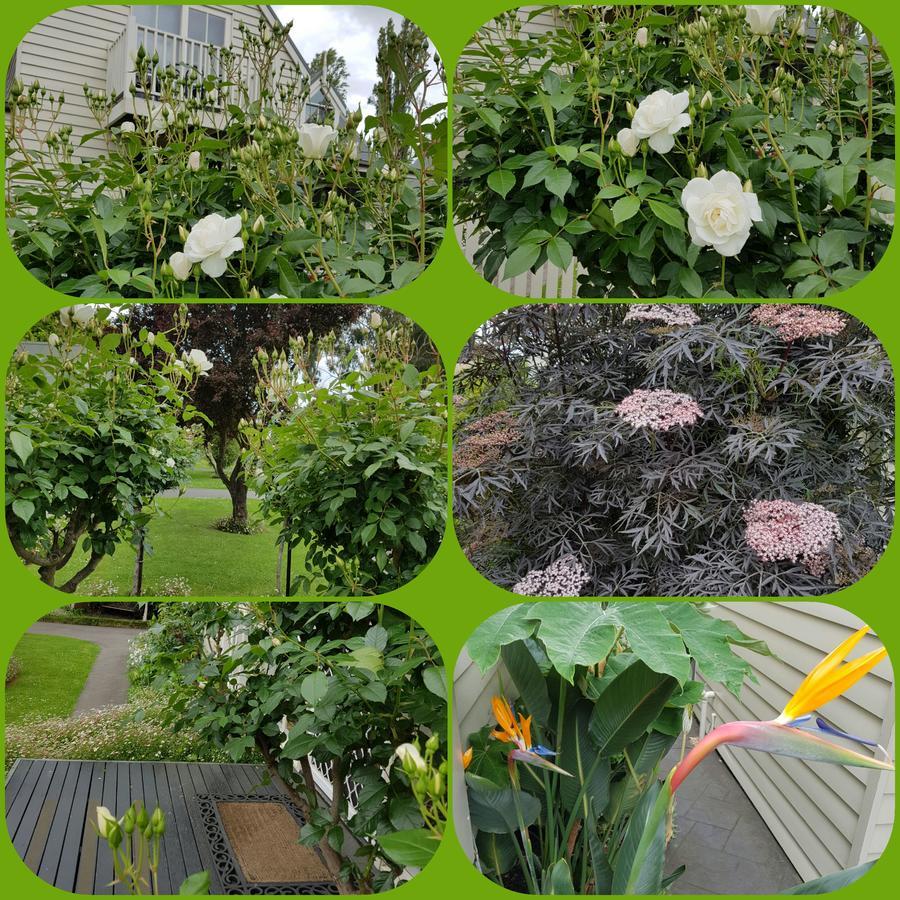 Creek Cottage Bed And Breakfast Traralgon Buitenkant foto